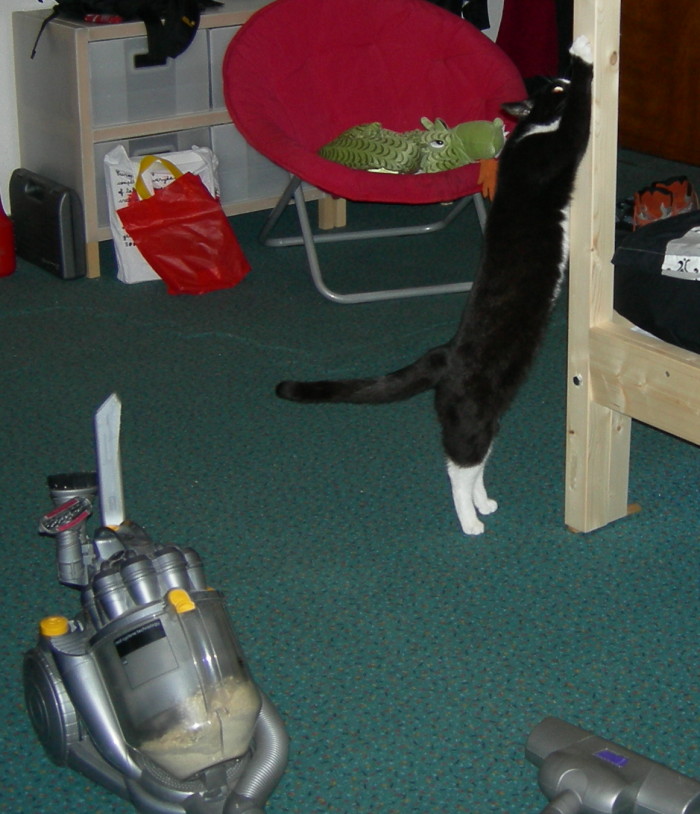 Der Kater ist auch schon da. Und das S�ge- und Bohrmehl ist auch aufgesaugt.